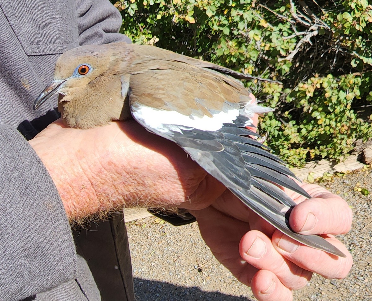 White-winged Dove - Nancy Cox