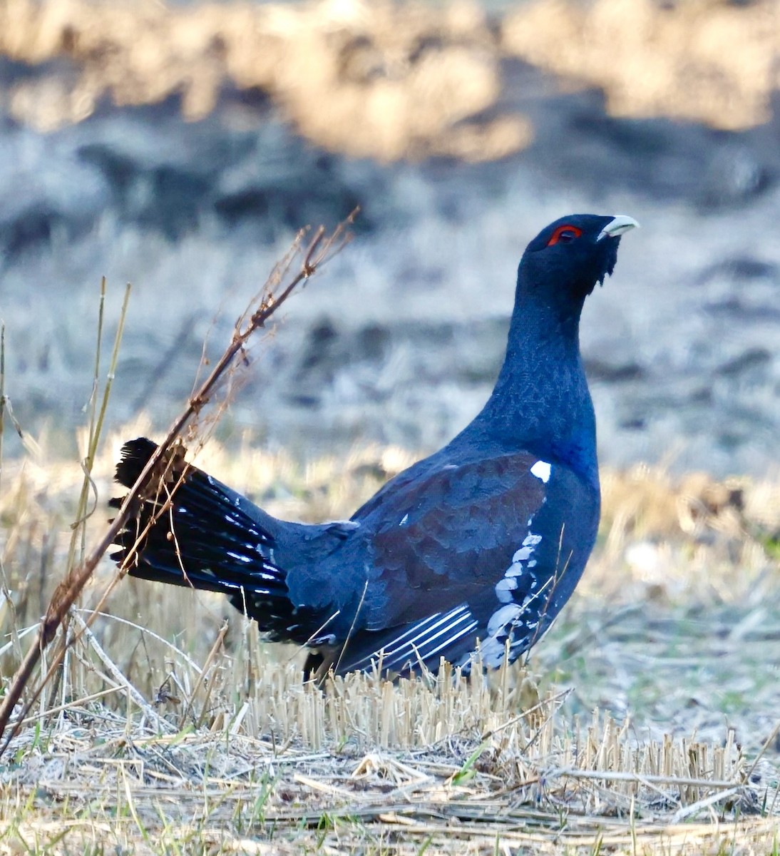 Western Capercaillie - Jan Hansen