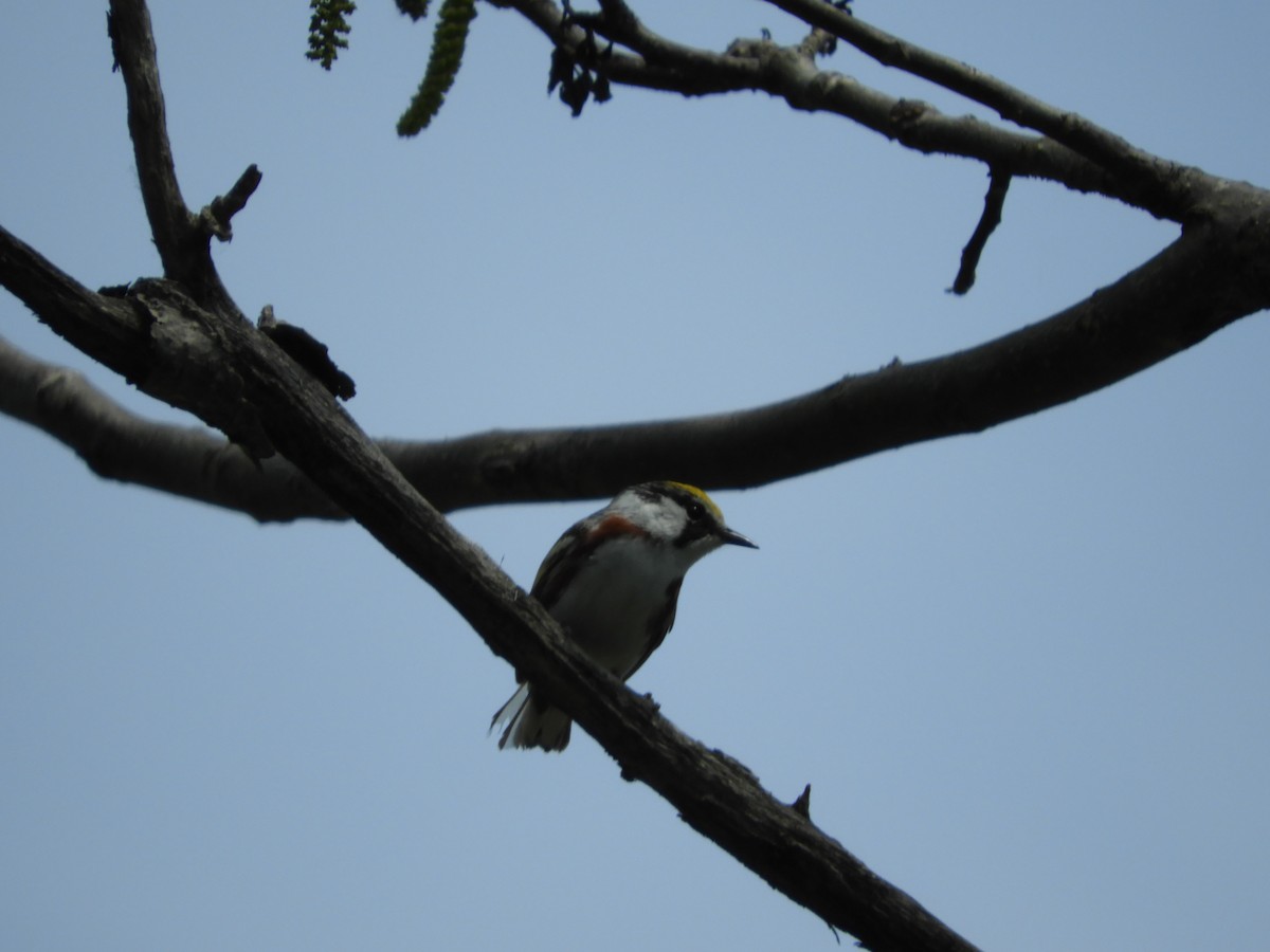 Chestnut-sided Warbler - Thomas Bürgi