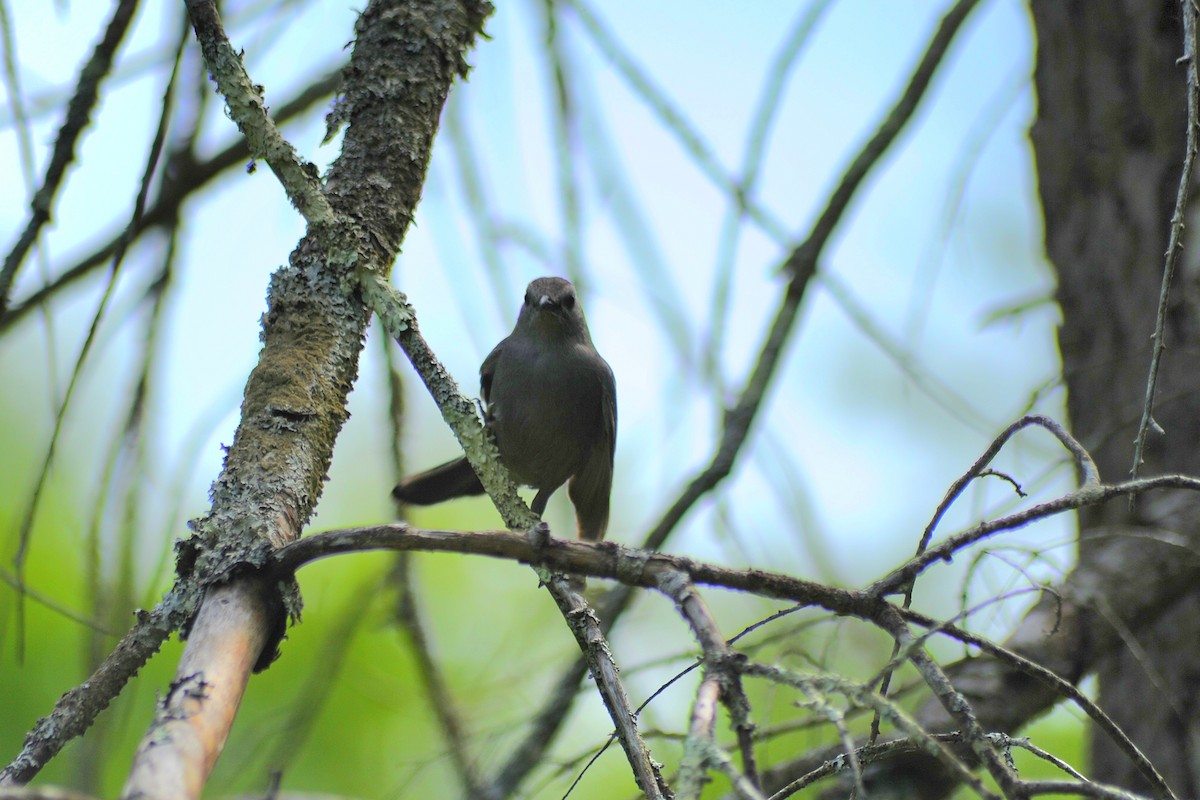 Gray Catbird - Ari Cassella