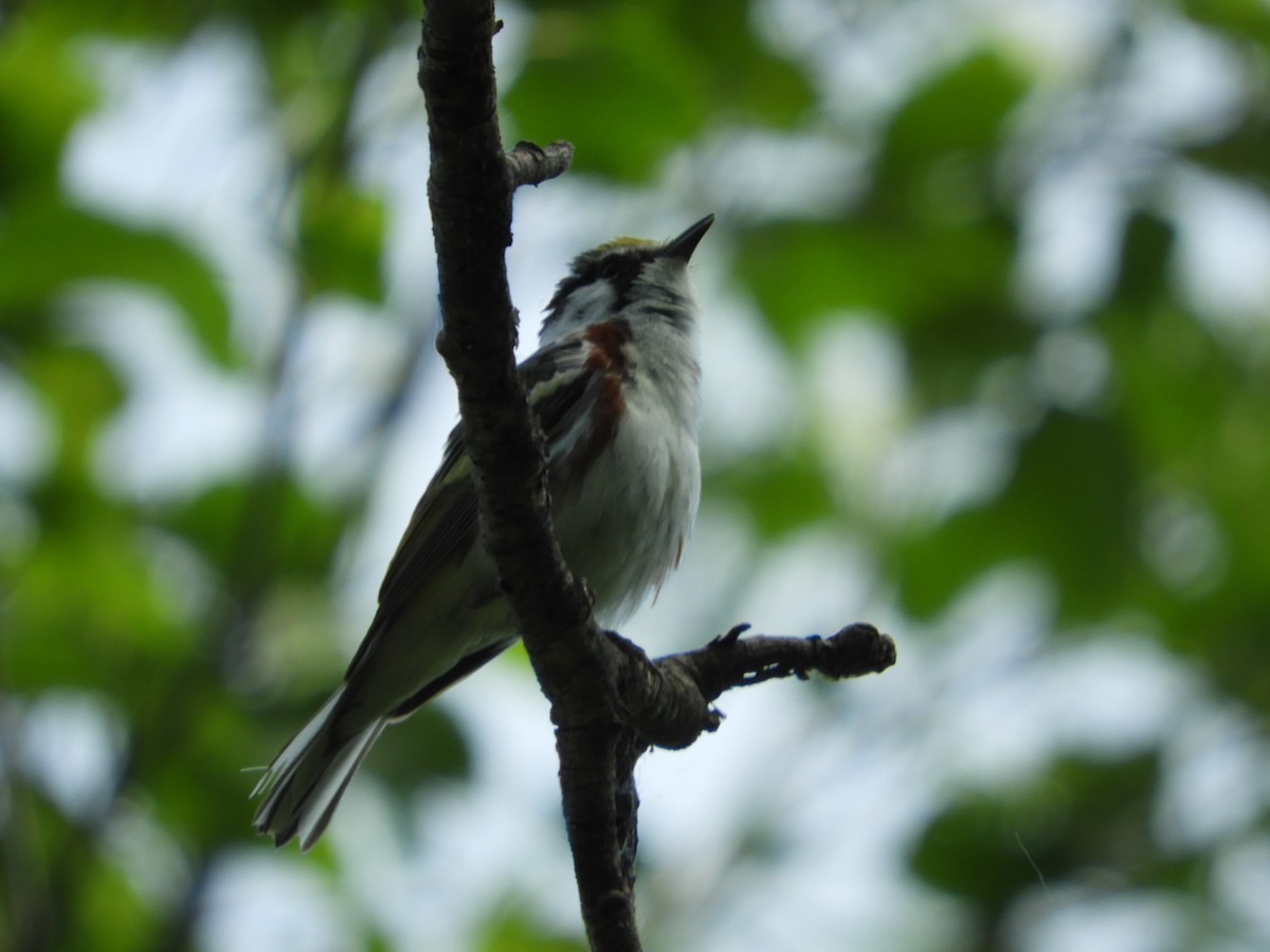 Chestnut-sided Warbler - Thomas Bürgi