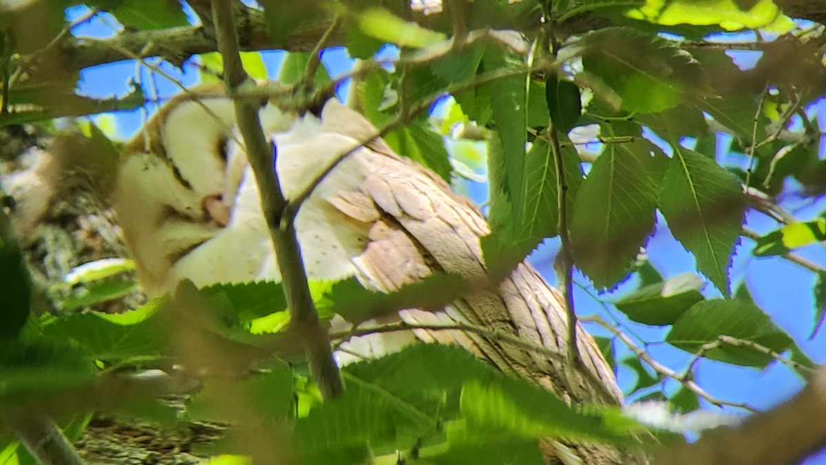 Barn Owl - Anonymous