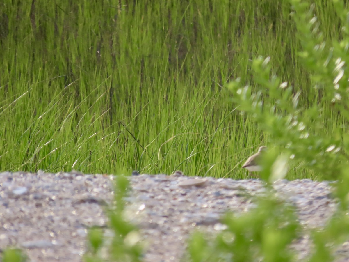 Wilson's Plover - Craig Watson