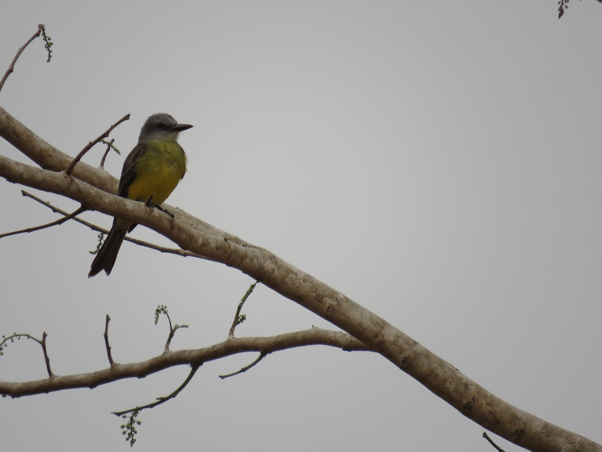 Tropical Kingbird - Sam Holcomb