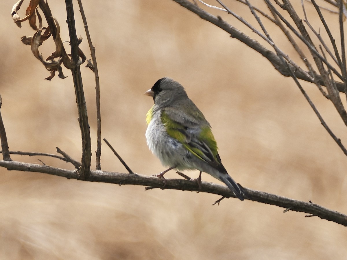 Lawrence's Goldfinch - ML619594245