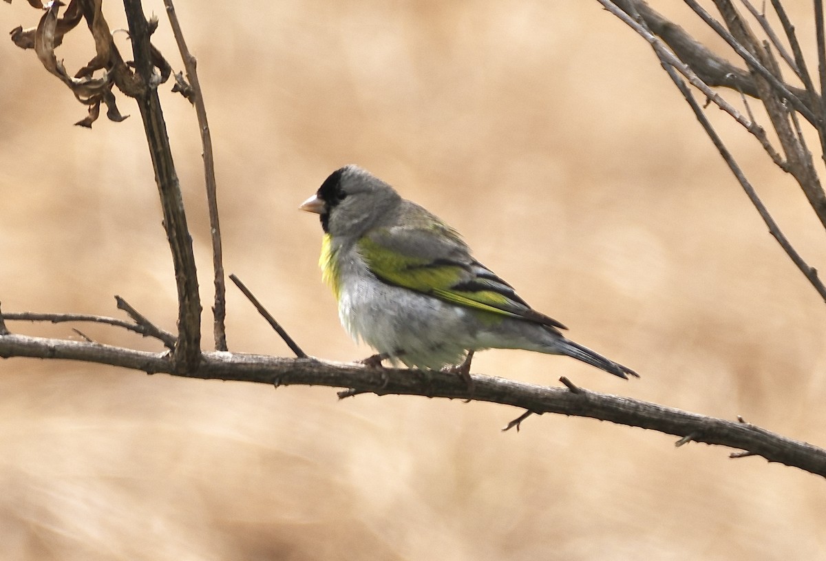 Lawrence's Goldfinch - ML619594246