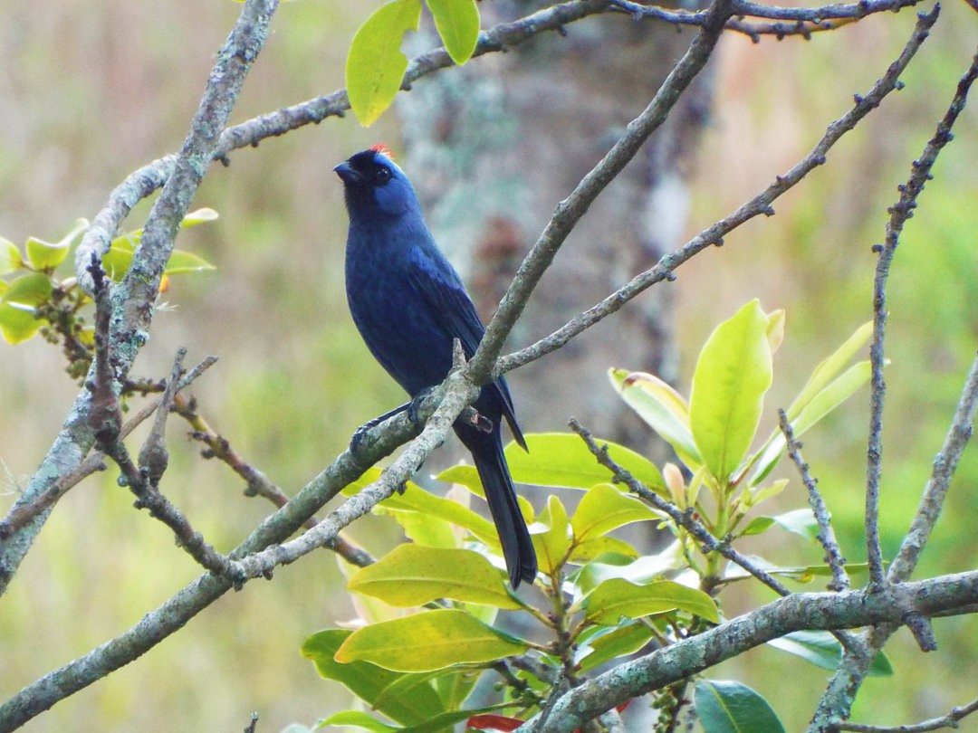 Diademed Tanager - Henrique Heidi Horiyshi