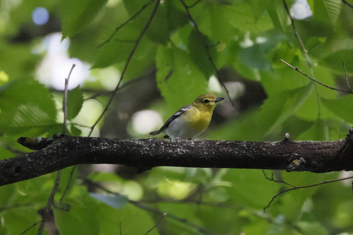 Yellow-throated Vireo - ML619594251