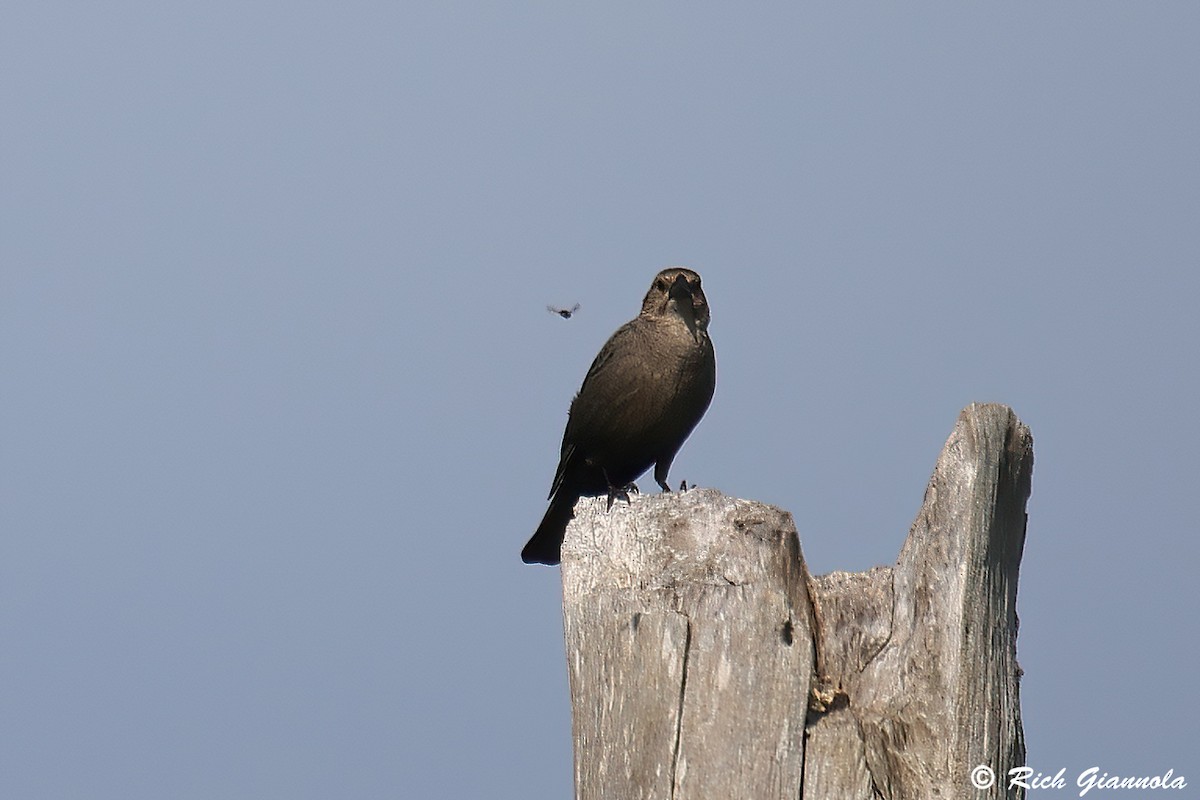 Brown-headed Cowbird - Rich Giannola