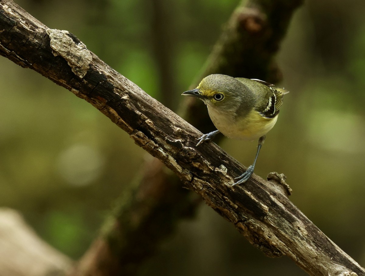 White-eyed Vireo - Grace Simms  🐦‍⬛