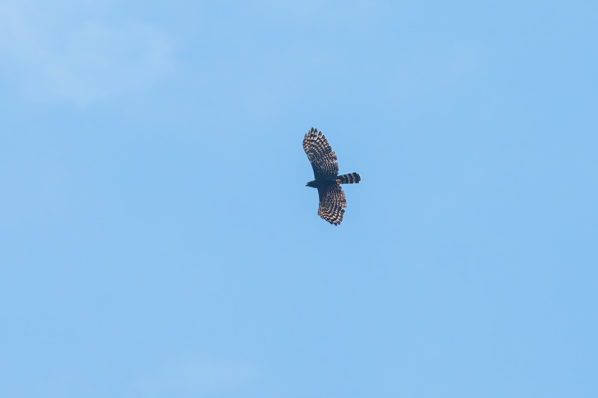 Black Hawk-Eagle - Marcelo  Telles