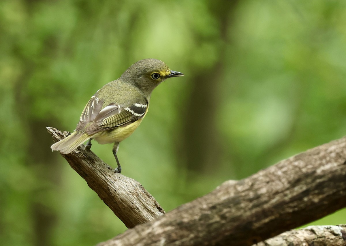 White-eyed Vireo - Grace Simms  🐦‍⬛