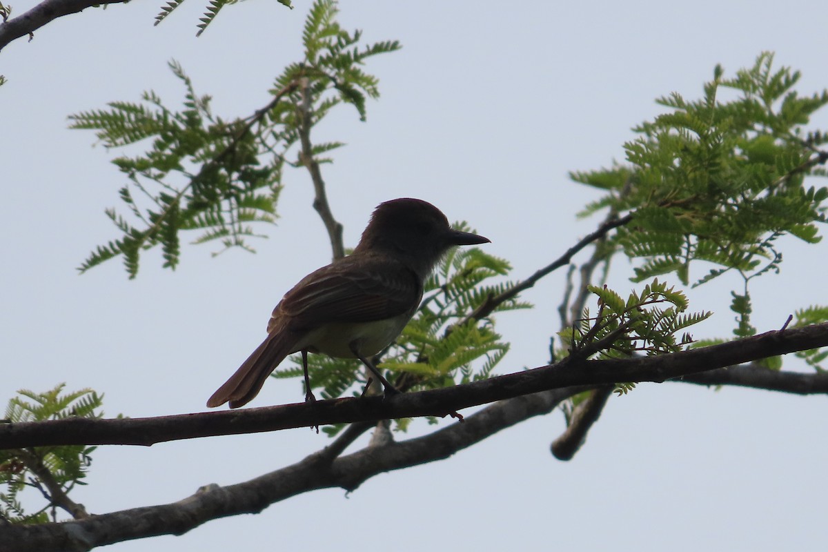 Yucatan Flycatcher - ML619594262