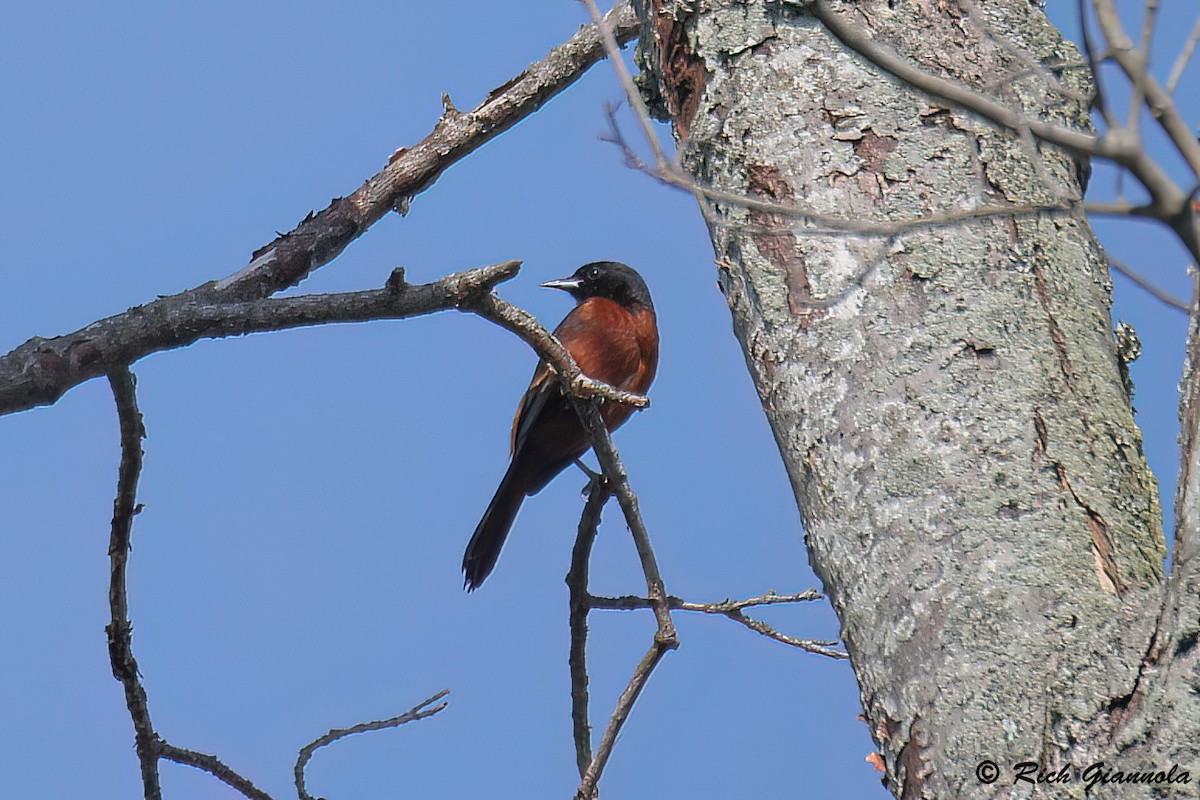 Orchard Oriole - Rich Giannola