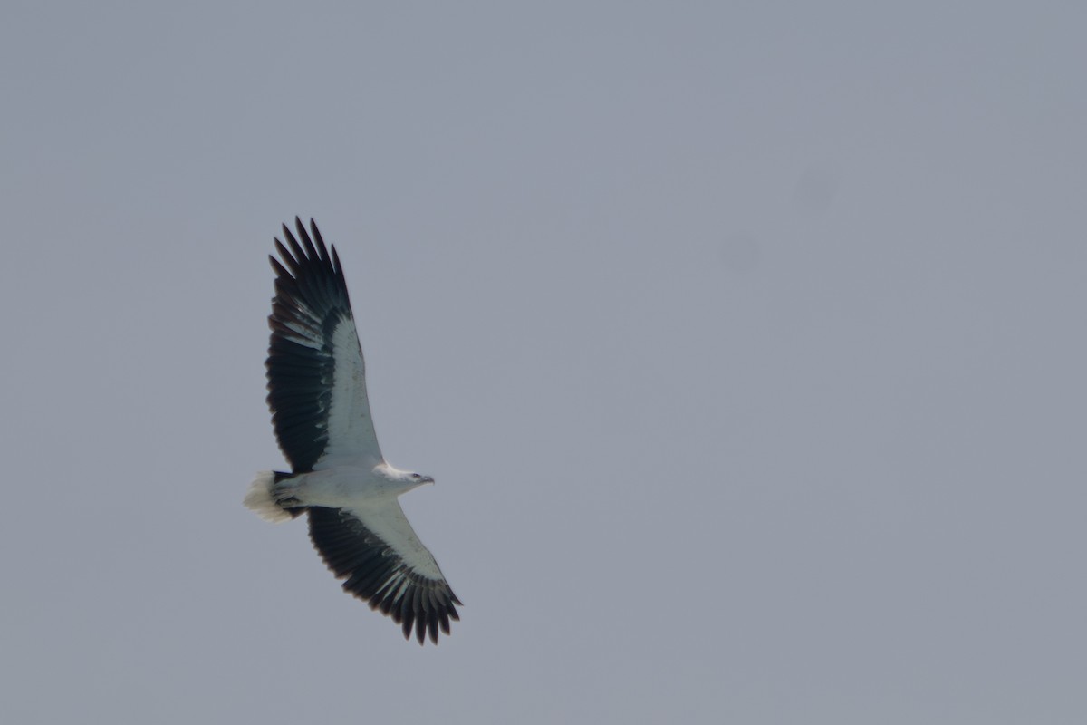 White-bellied Sea-Eagle - Kini Roesler