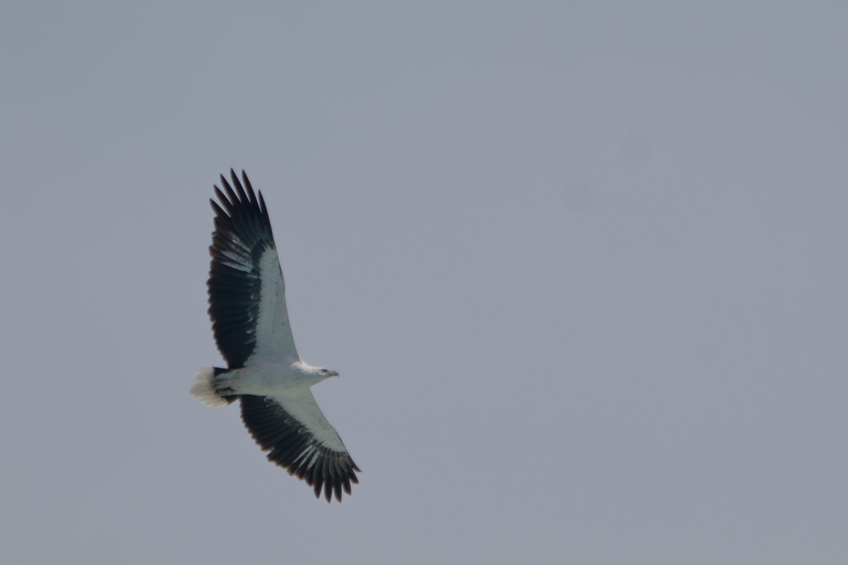 White-bellied Sea-Eagle - ML619594264