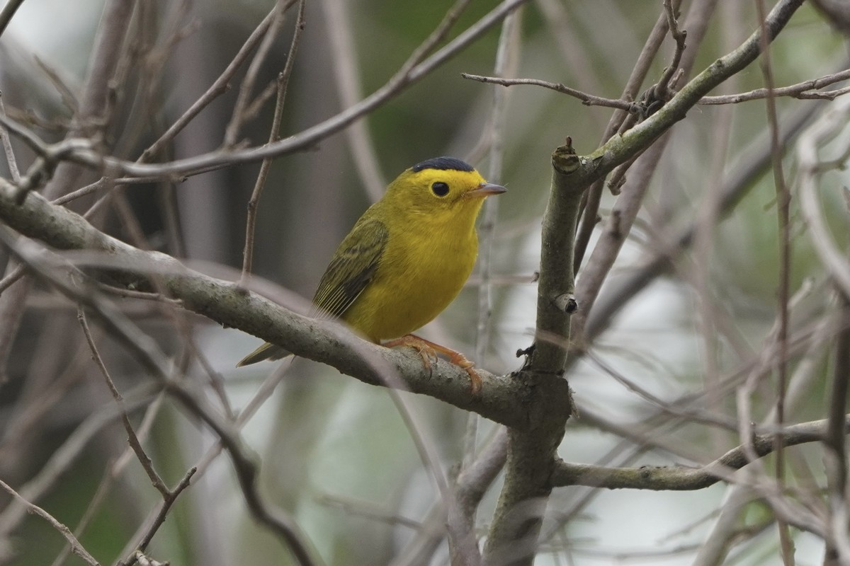 Wilson's Warbler - Greg Hertler