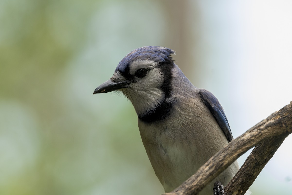 Blue Jay - Ric mcarthur