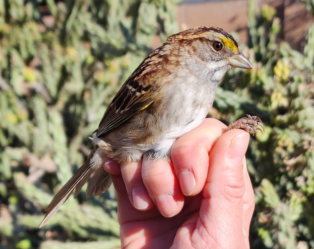 White-throated Sparrow - Nancy Cox