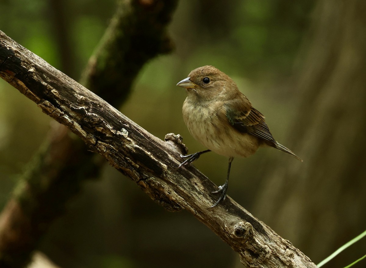 Indigo Bunting - Grace Simms  🐦‍⬛