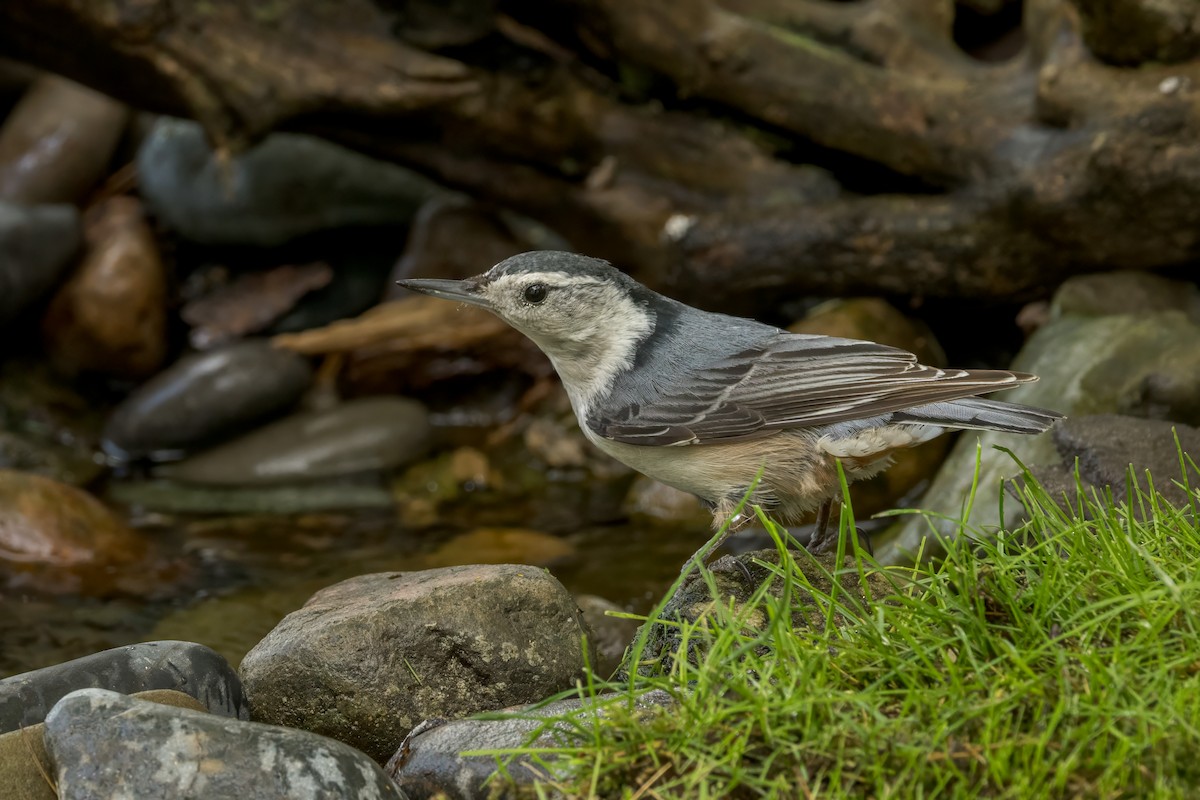 White-breasted Nuthatch - Ric mcarthur