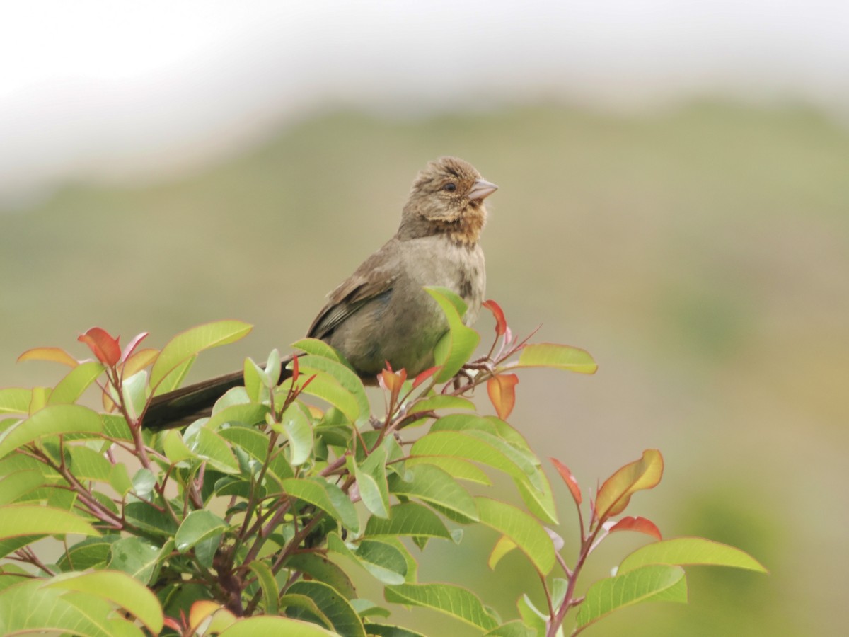 California Towhee - ML619594287