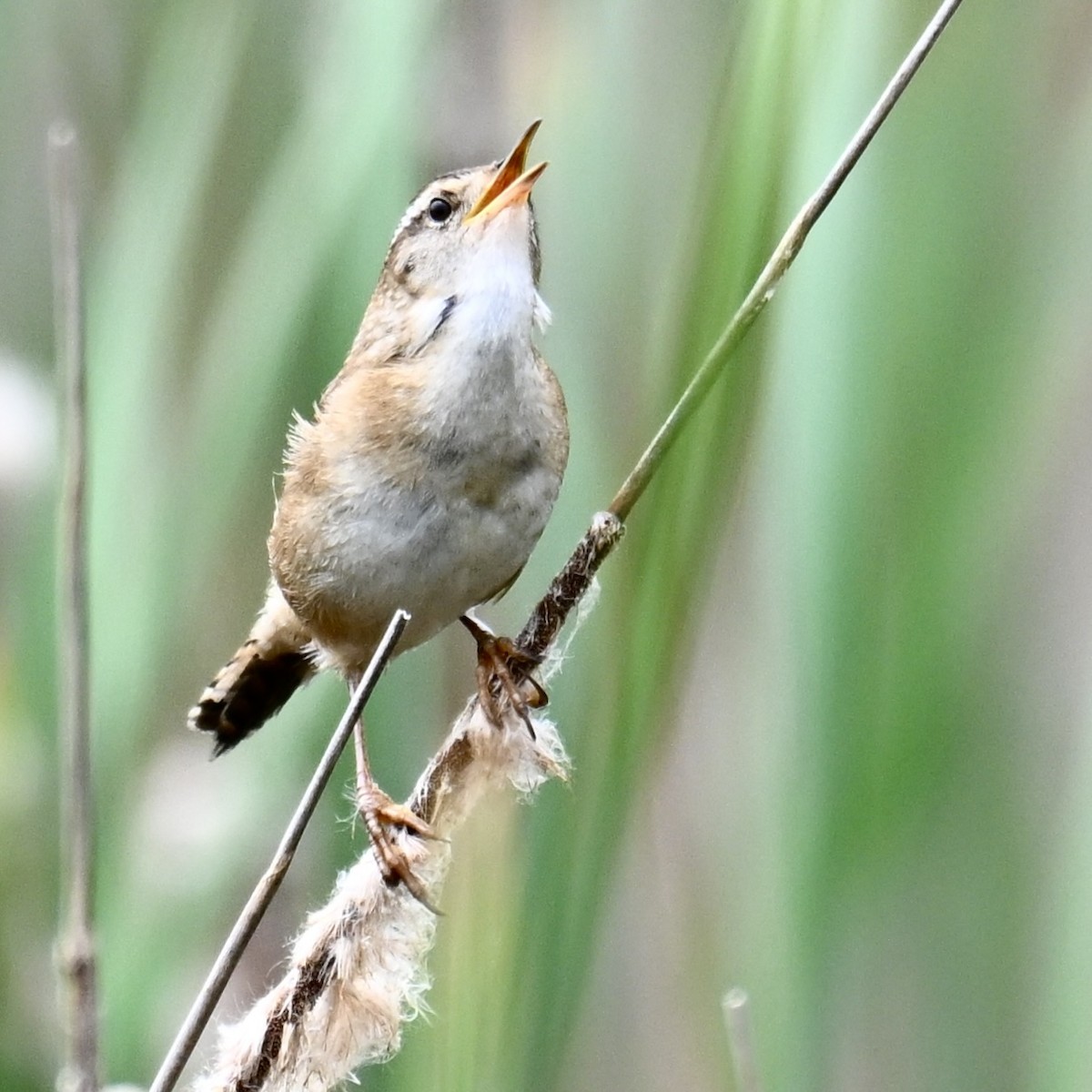 Marsh Wren - Michele Carnerie