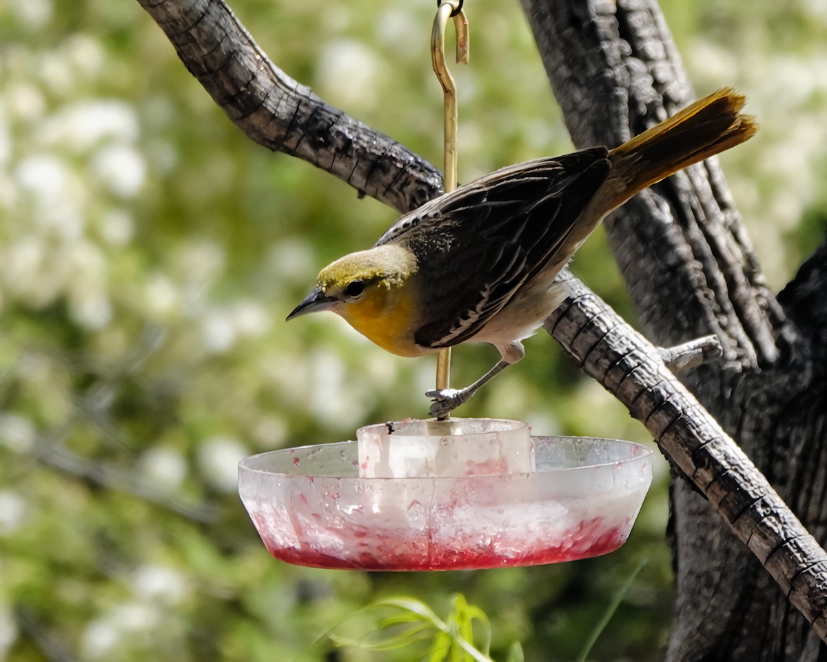 Bullock's Oriole - Marie Ostrander