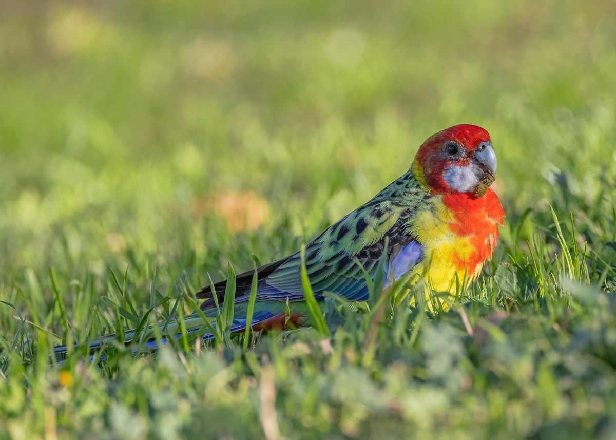 Eastern Rosella - Julie Clark