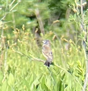 Blue Grosbeak - Greg J