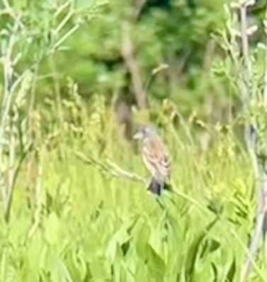 Blue Grosbeak - Greg J