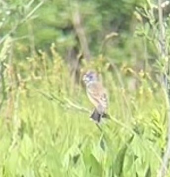 Blue Grosbeak - Greg J