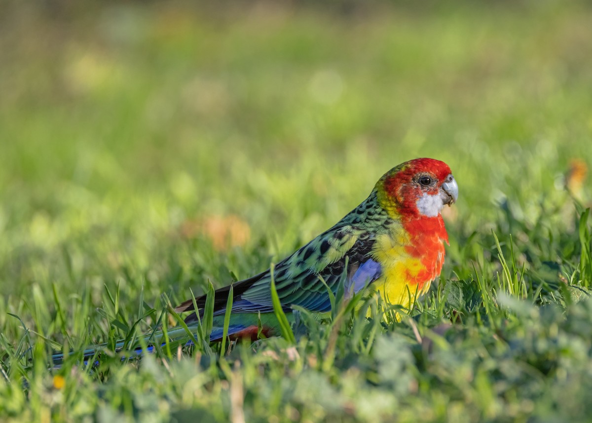 Eastern Rosella - Julie Clark