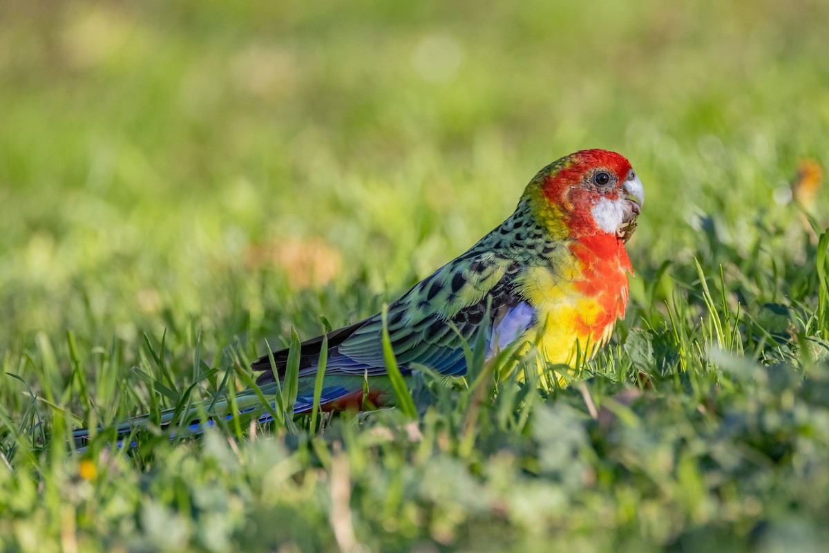 Eastern Rosella - Julie Clark