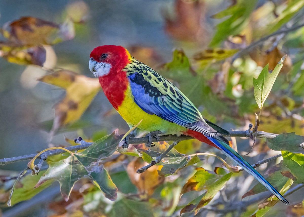 Eastern Rosella - Julie Clark