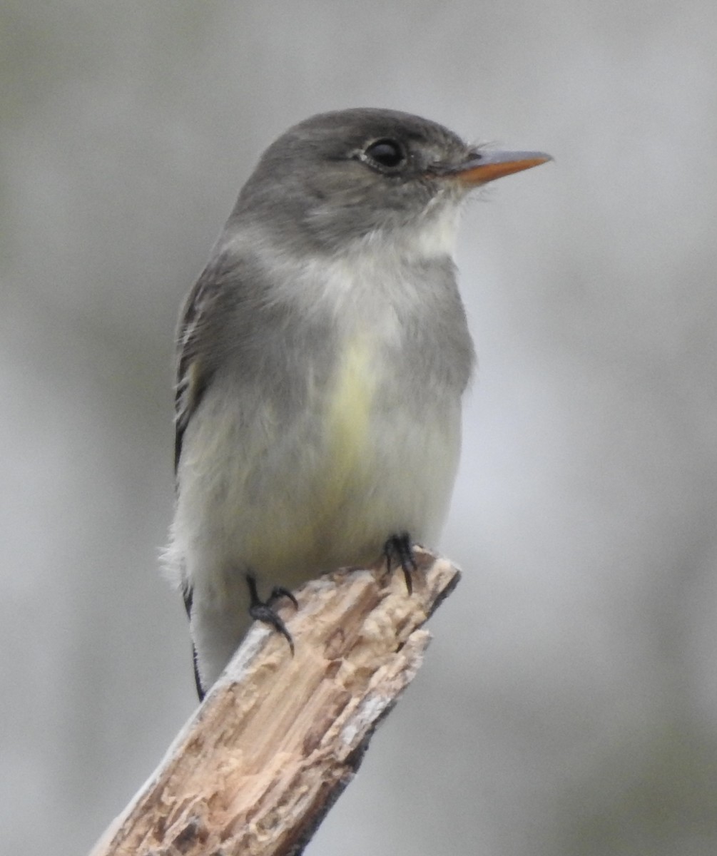 Eastern Wood-Pewee - Laura Wilson