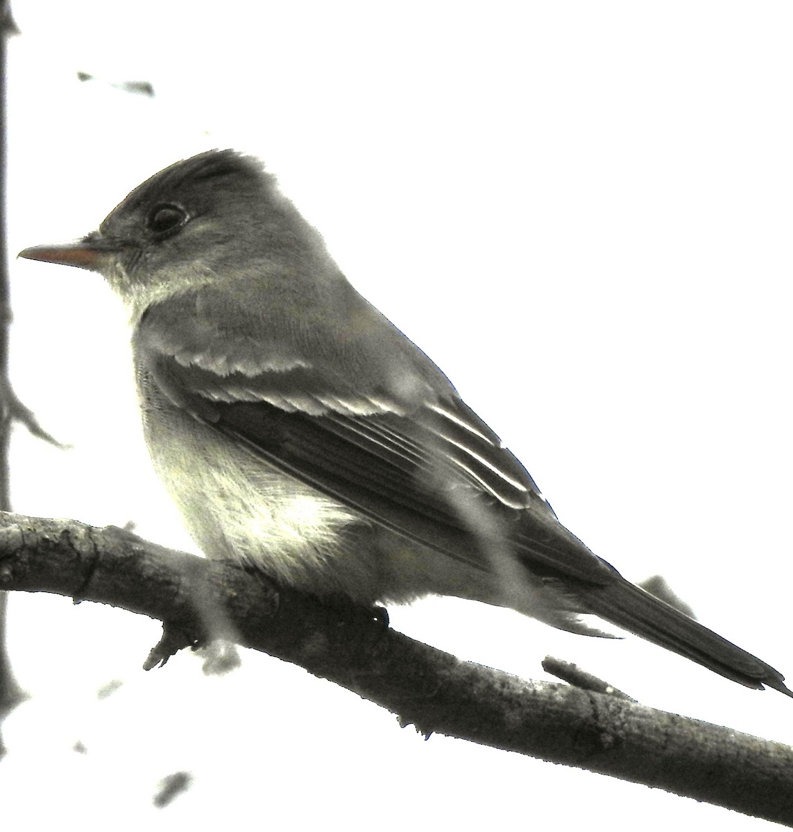 Eastern Wood-Pewee - Laura Wilson