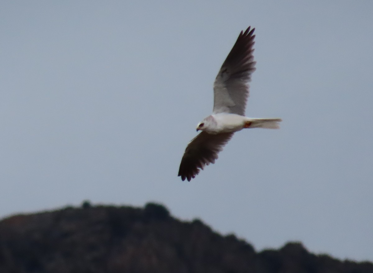 White-tailed Kite - ML619594312