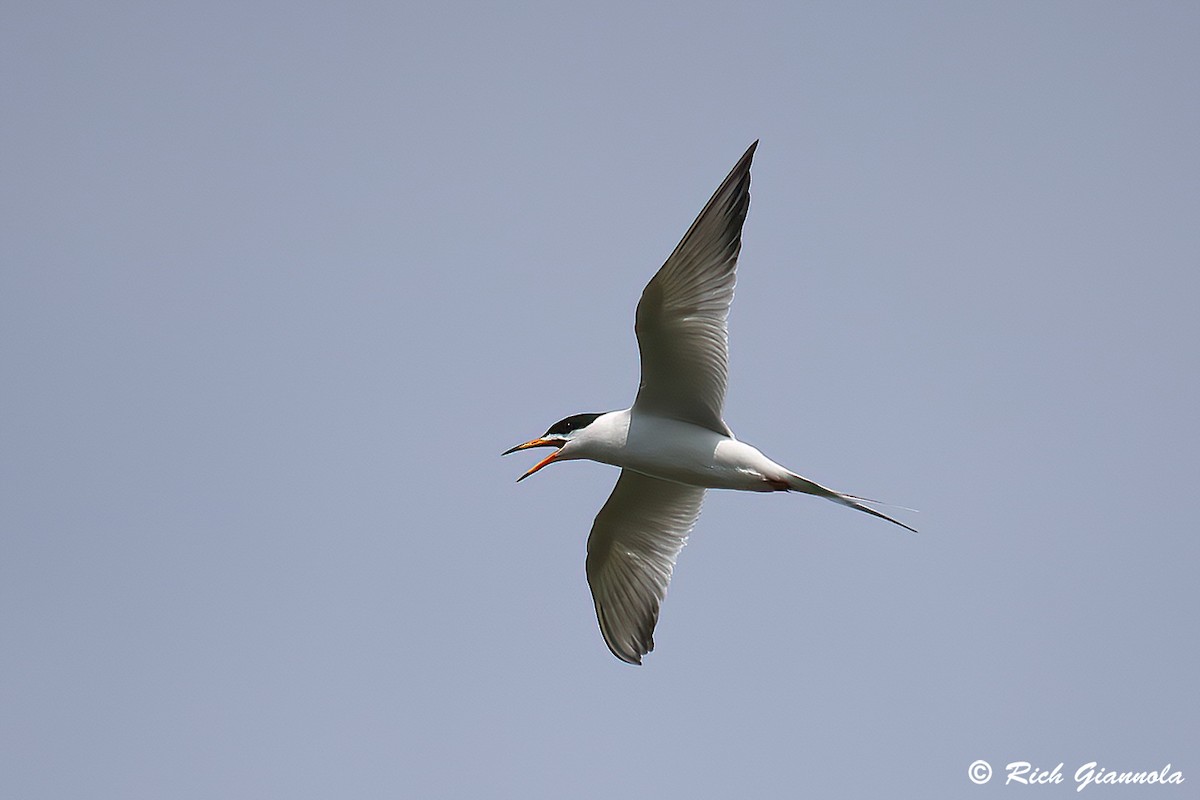 Forster's Tern - Rich Giannola