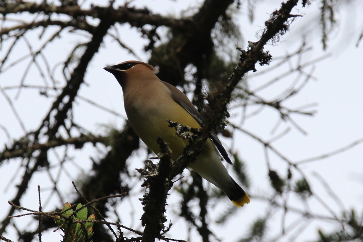 Cedar Waxwing - Ronnie Van Dommelen