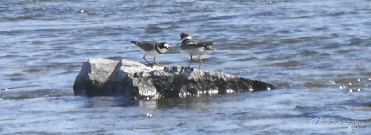 Semipalmated Plover - Lucien Lemay