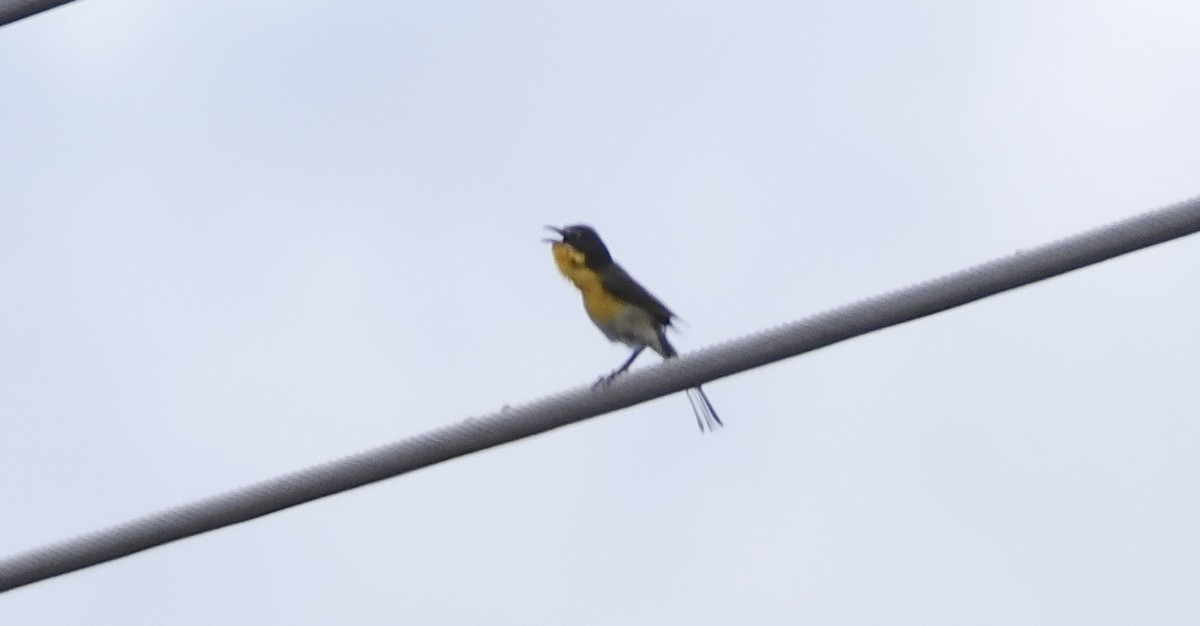 Yellow-breasted Chat - Isa Dav