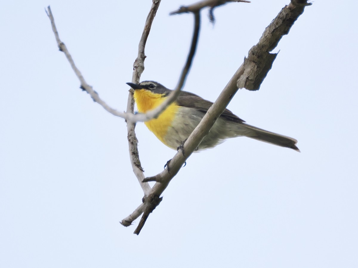 Yellow-breasted Chat - Isa Dav