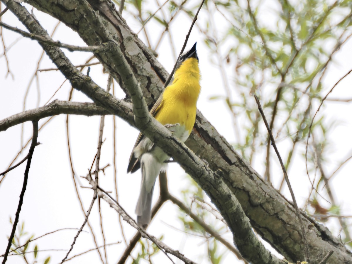 Yellow-breasted Chat - Isa Dav