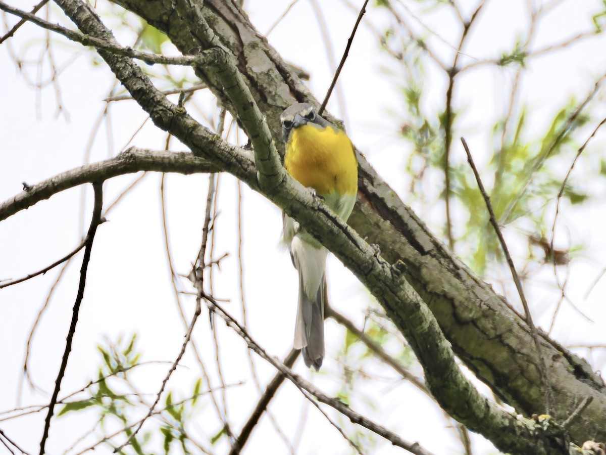 Yellow-breasted Chat - Isa Dav