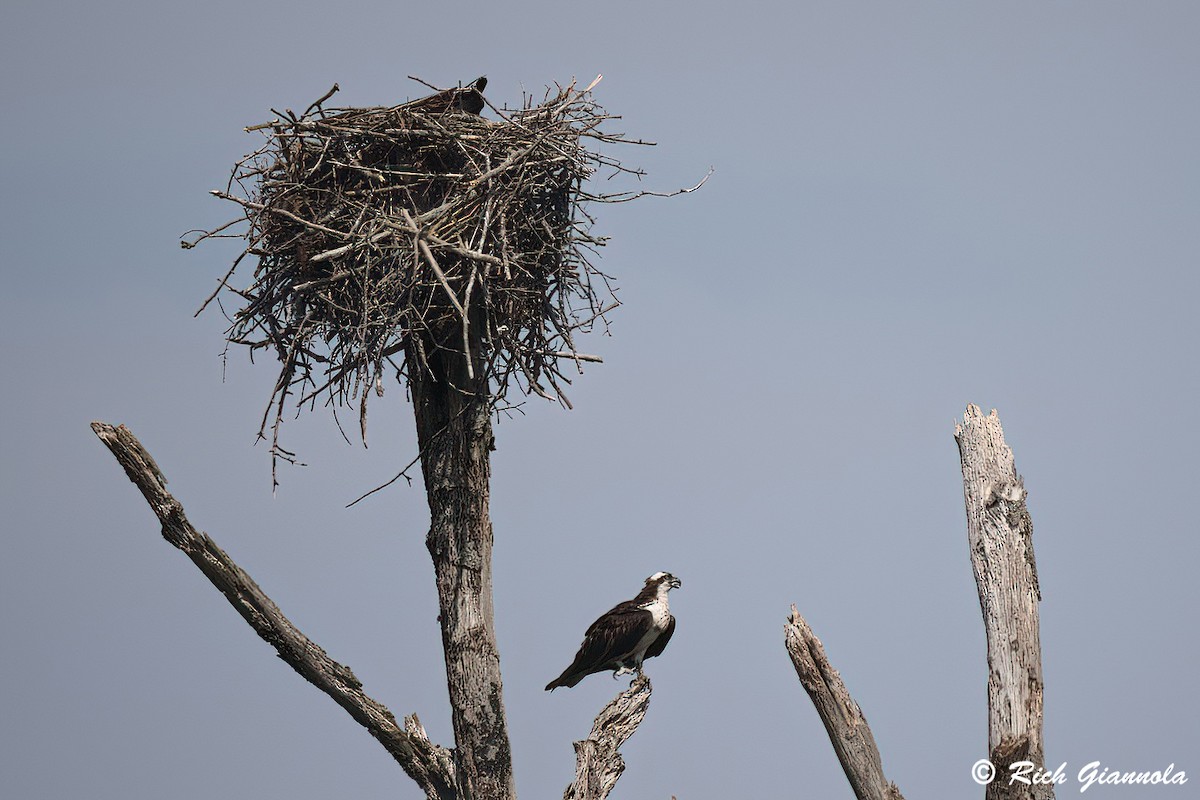 Osprey - Rich Giannola