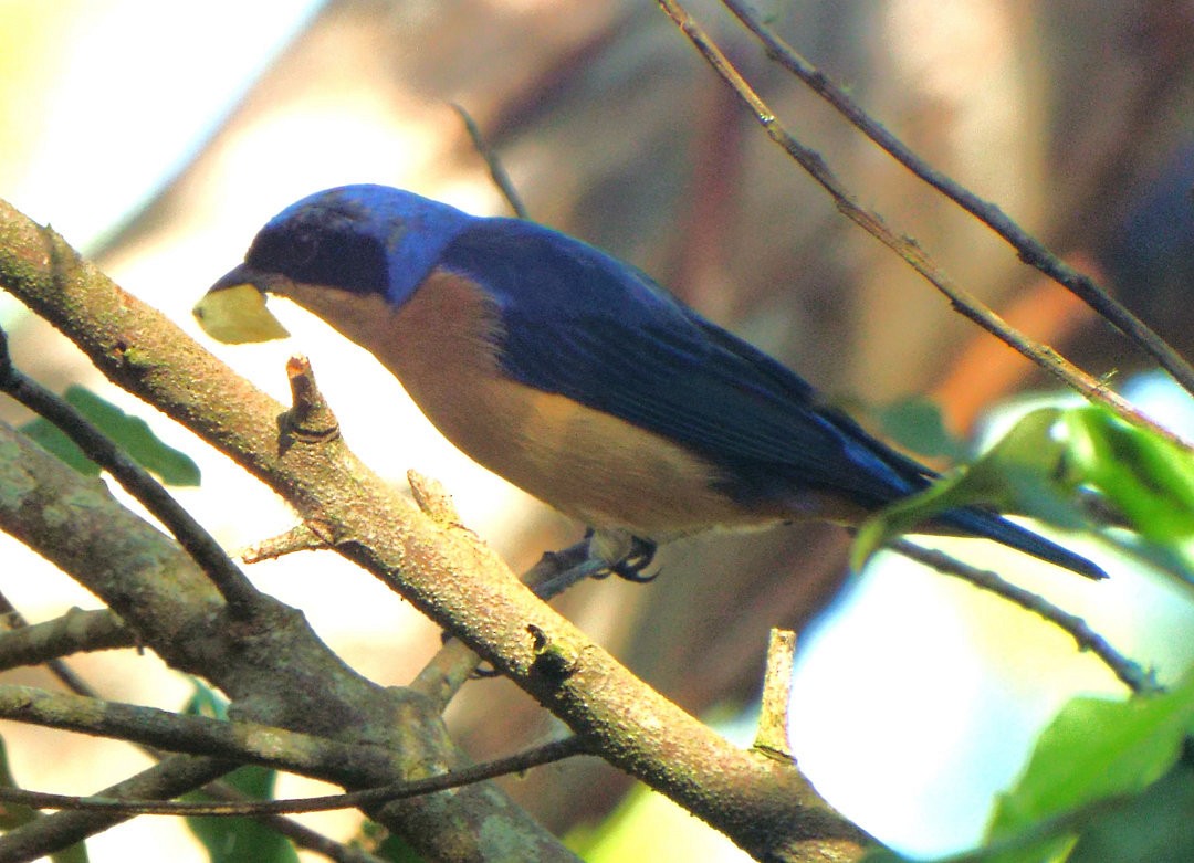 Fawn-breasted Tanager - Henrique Heidi Horiyshi