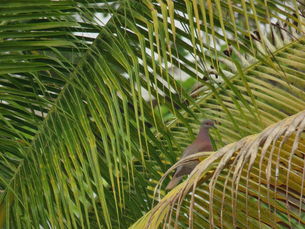 Pale-vented Pigeon - Sam Holcomb