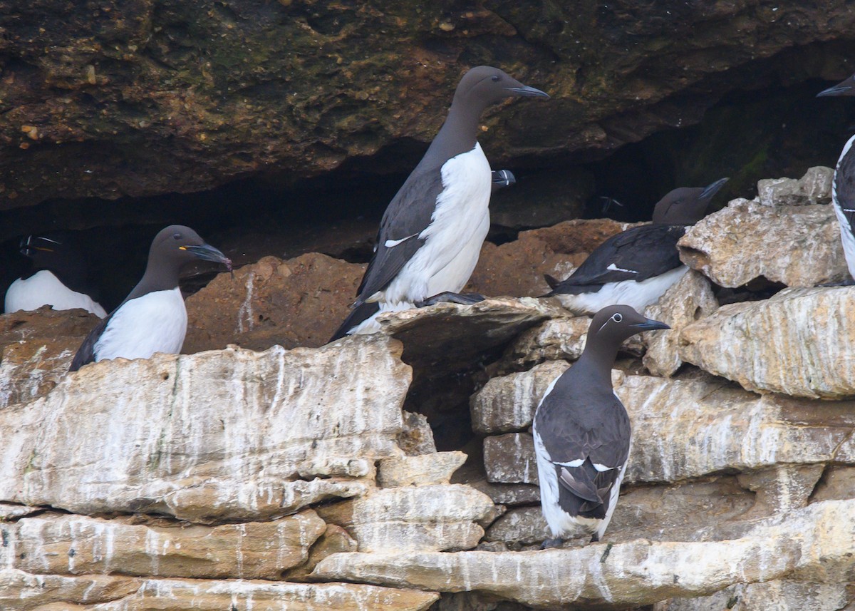 Common Murre - Dennis Elder