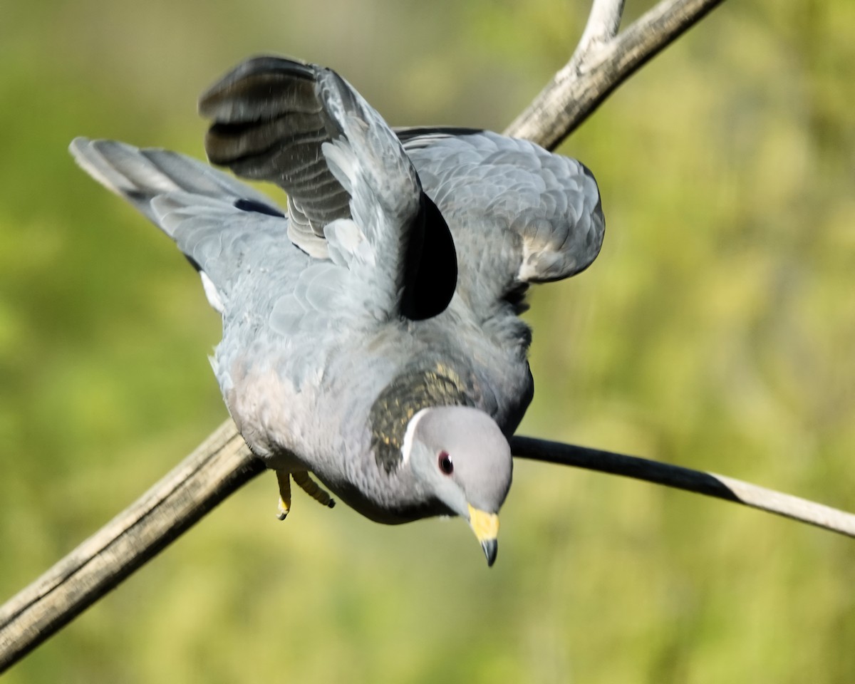 Band-tailed Pigeon - Marie Ostrander